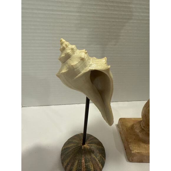 Conch Shell Set on Pedestal, coastal décor, beach accents, Sea Shore/Nautical - Picture 5 of 9